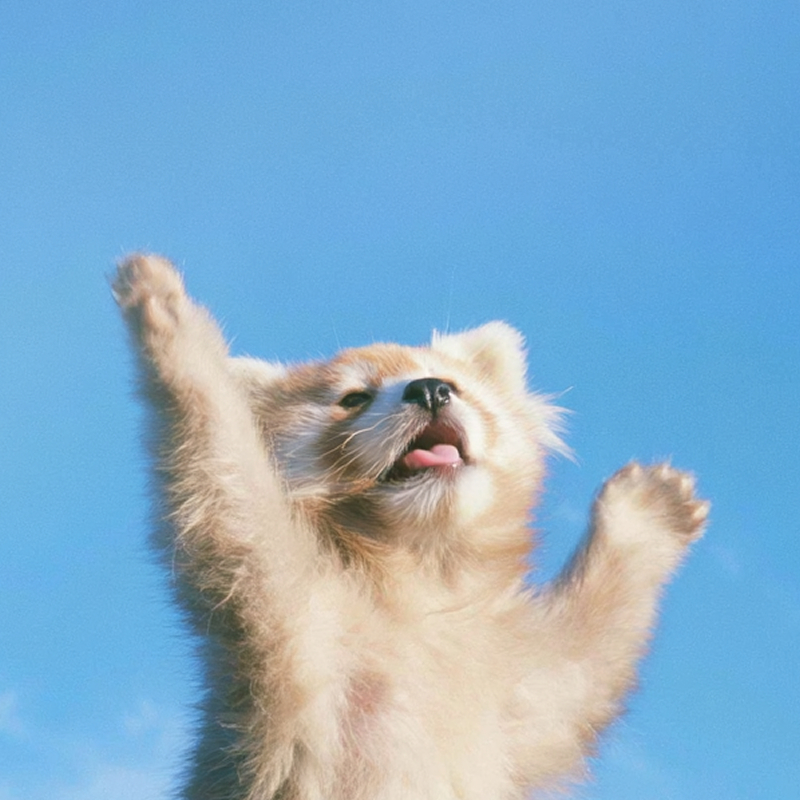 天をあおぐレッサーパンダのフリーアイコン