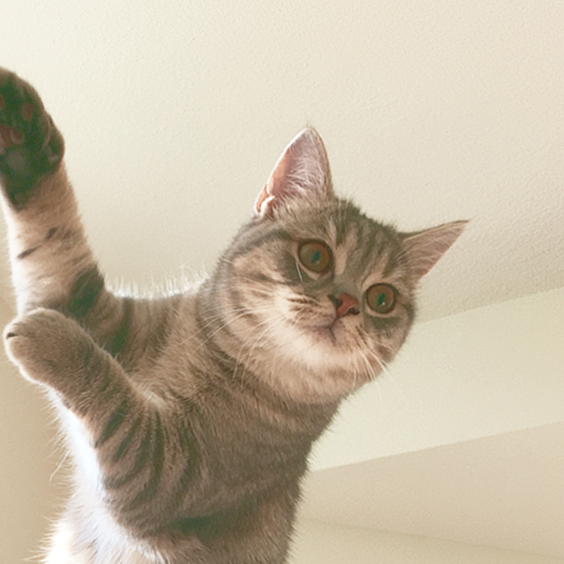 面白いポーズの猫のフリーアイコン