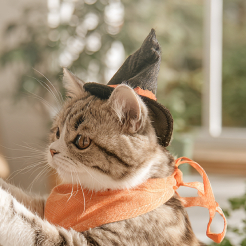 ハロウィン仮装をした猫さんのフリーアイコン