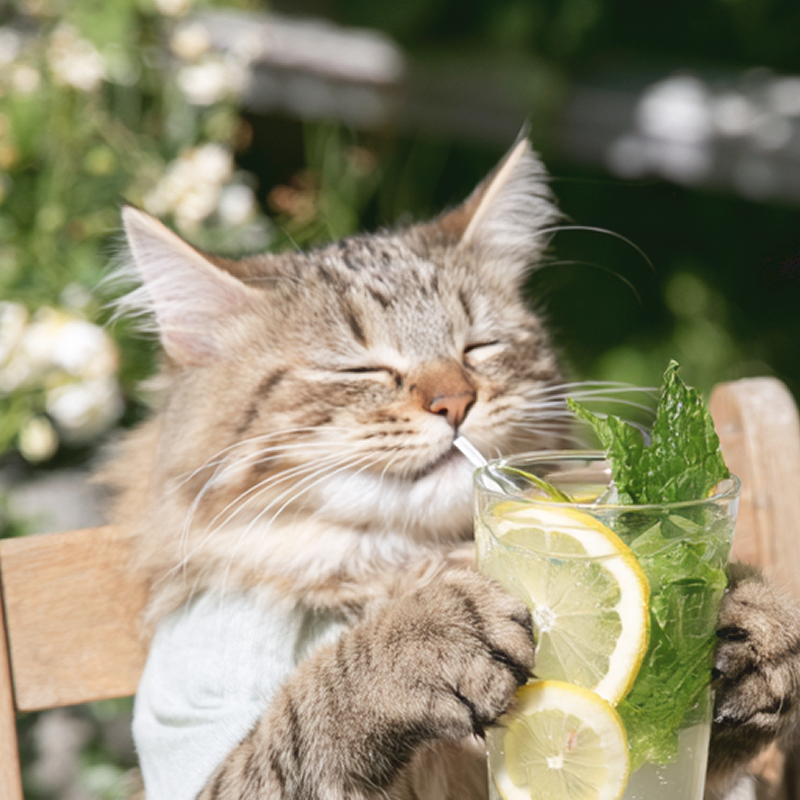 モヒート風レモネードを飲む猫のフリーアイコン